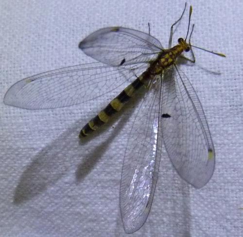 Réf. 284 015 : Megistopus flavicornis